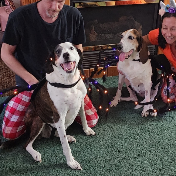 $30 SALE🛍️ HP🎉 48 Colorful LED Spider Costume XL NWOT - Picture 8 of 12